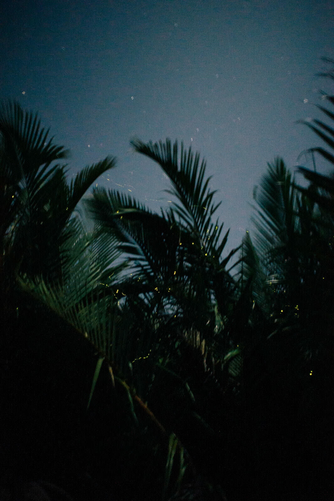035 Borneo Orangutan Pangkalan Bun - Borneo – Orangutans in Tanjung Puting National Park
