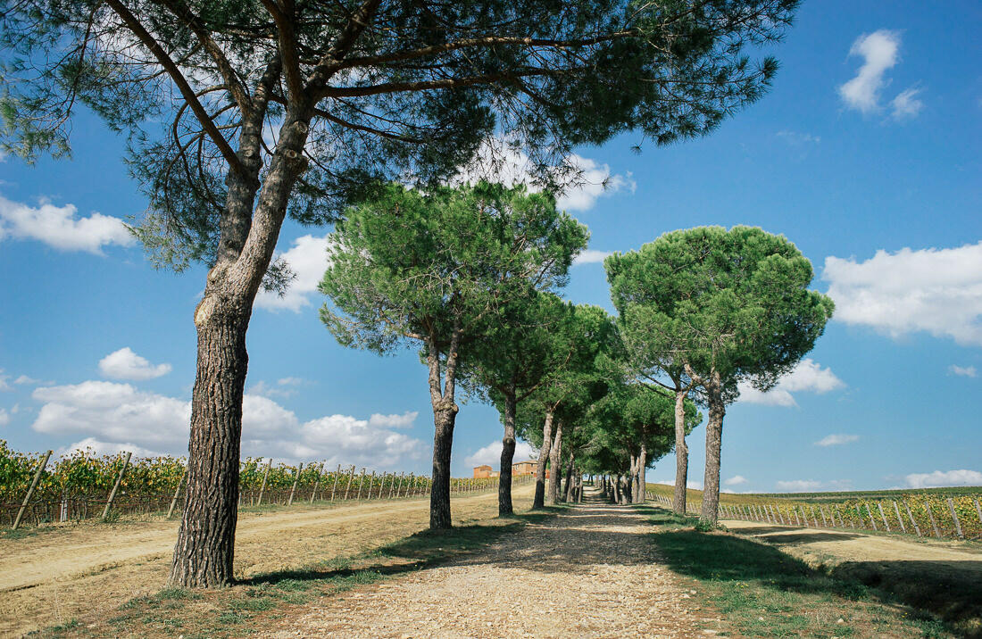 054 rundreise toskana montepulciano chianti - Road Trip Through Tuscany (Italy)