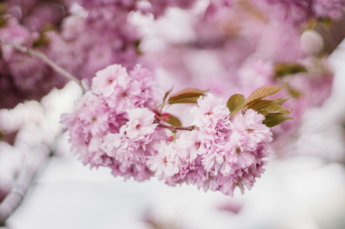 102 storyboard 1 - Hochzeit Elisabeth & Timo