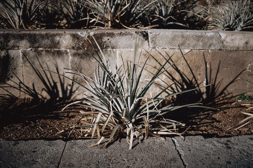 004 oaxaca mexico phototour 1024x683 - Oaxaca – Un Mundo entre Arte y Sabor