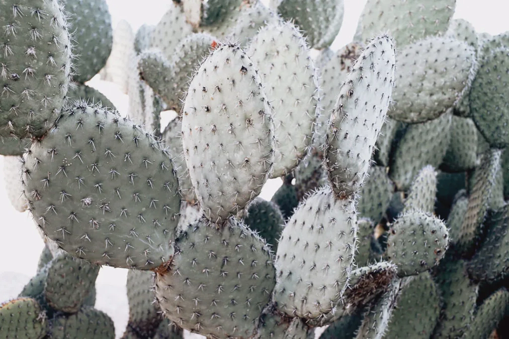 042 oaxaca mexico phototour 1024x683 - Oaxaca – Un Mundo entre Arte y Sabor