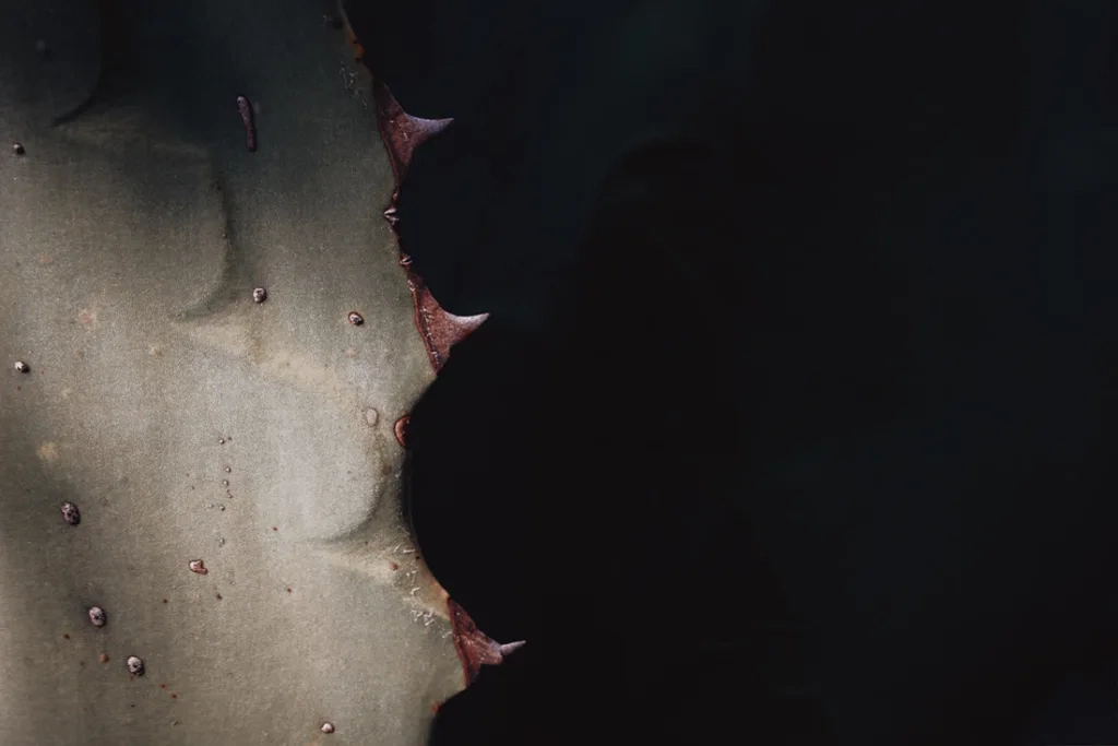 050 oaxaca mexico phototour 1024x683 - Oaxaca – Un Mundo entre Arte y Sabor