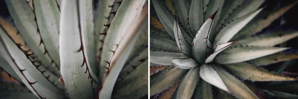 055 oaxaca mexico phototour 1024x340 - Oaxaca – Un Mundo entre Arte y Sabor