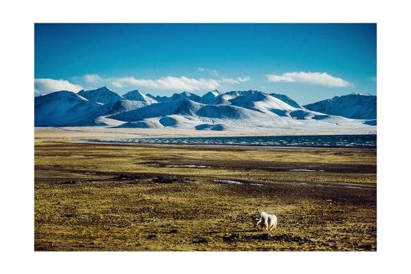 tibet i2v 0011 web 600x400 - Tibet 11 - Einsamer Yak auf den tibetischen Hochlanden unter majestätischen Bergen