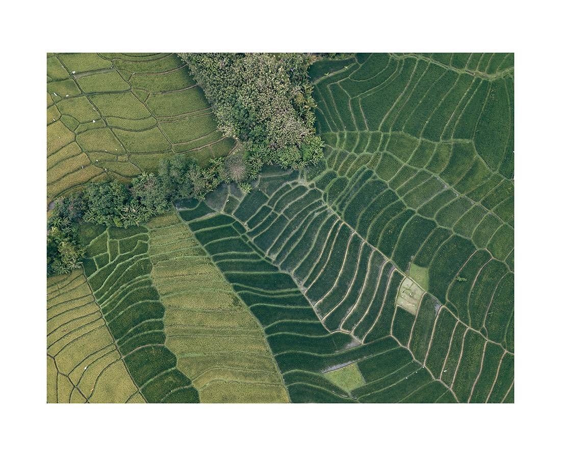 borneo bali 2018 0262 web - Borneo 14 - Ruhiger Luftblick auf Balis ikonische grüne Reisterrassen von oben