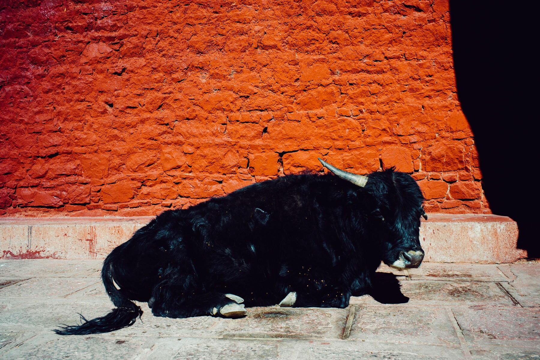tibet Tshurphu temple lhasa 0031 - Tsurphu Temple & Barkhor Square tibet Tshurphu temple lhasa 0031 - Tsurphu Temple & Barkhor Square