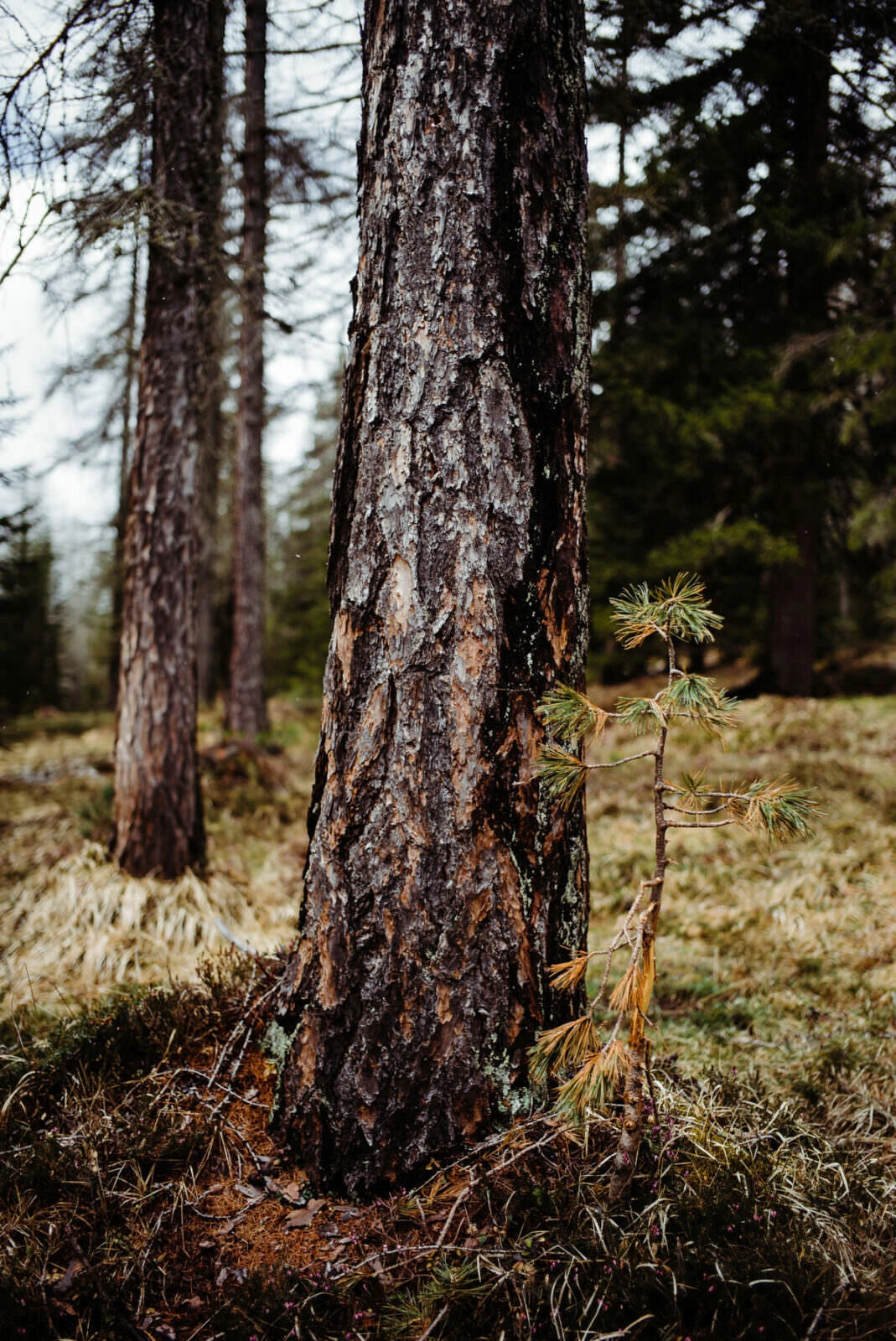 009 dolomiten wandern mai cortina dampezzo - Hiking in the Dolomites – Day 1