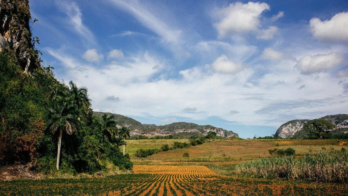 023 vinales tal kuba wanderung - Caminata por los campos de tabaco en el valle de Viñales