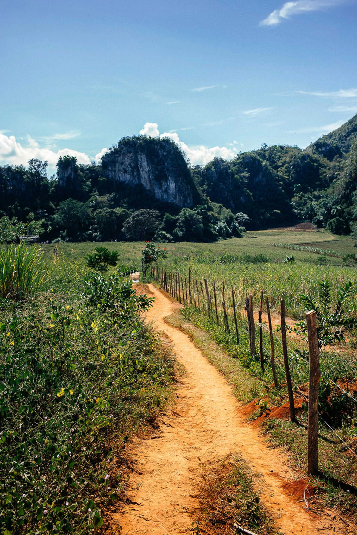 026 vinales tal kuba wanderung - Caminata por los campos de tabaco en el valle de Viñales
