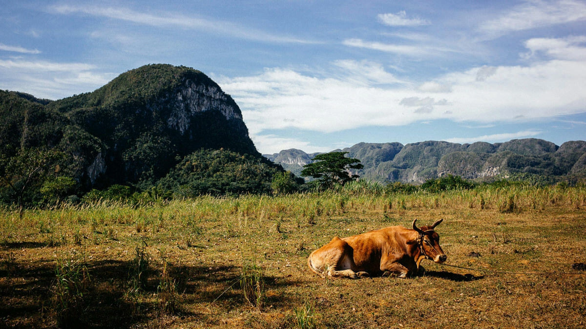 027 vinales tal kuba wanderung - Caminata por los campos de tabaco en el valle de Viñales
