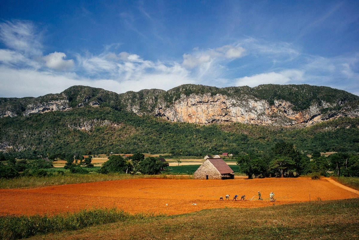 029 vinales tal kuba wanderung - Caminata por los campos de tabaco en el valle de Viñales