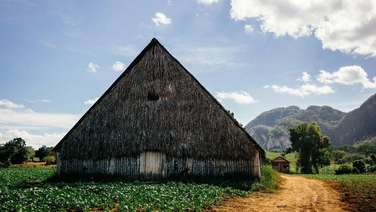 030 vinales tal kuba wanderung - Caminata por los campos de tabaco en el valle de Viñales