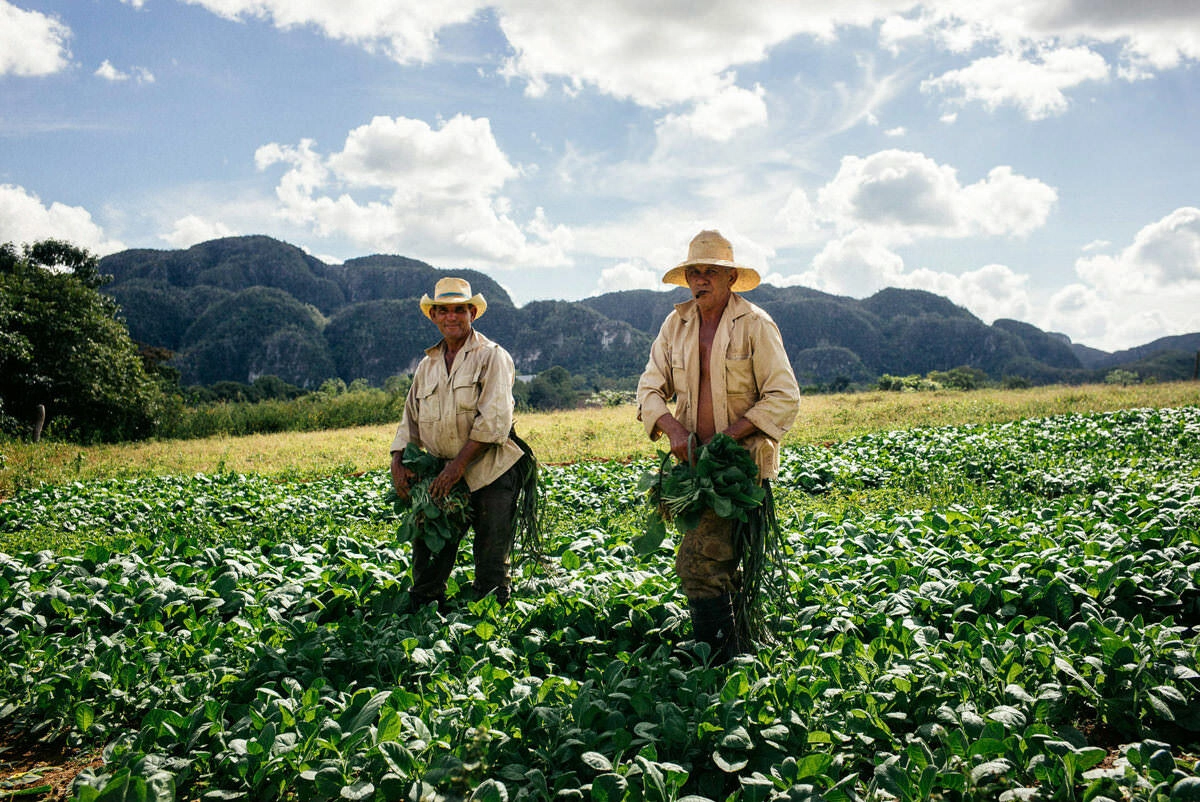 033 vinales tal kuba wanderung - Caminata por los campos de tabaco en el valle de Viñales