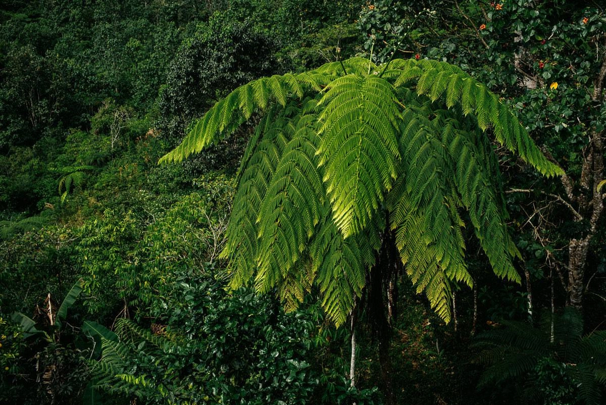 034 fidel castro versteck sierra maestra - Auf den Spuren Fidel Castros in der Sierra Maestra