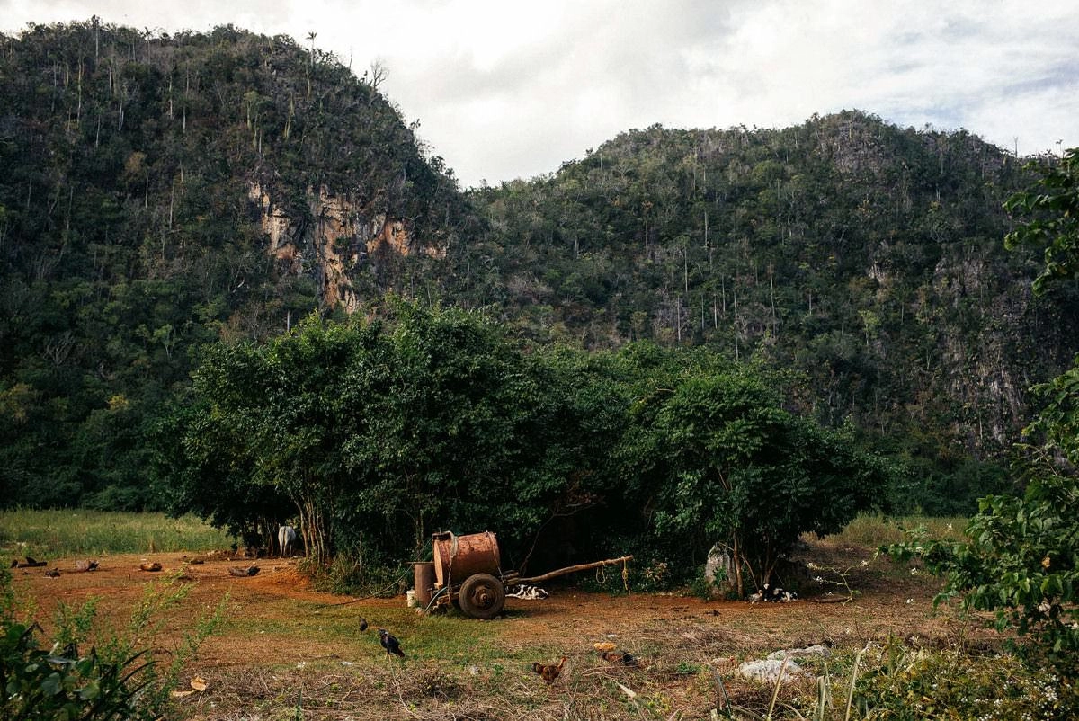 043 vinales tal kuba wanderung - Caminata por los campos de tabaco en el valle de Viñales