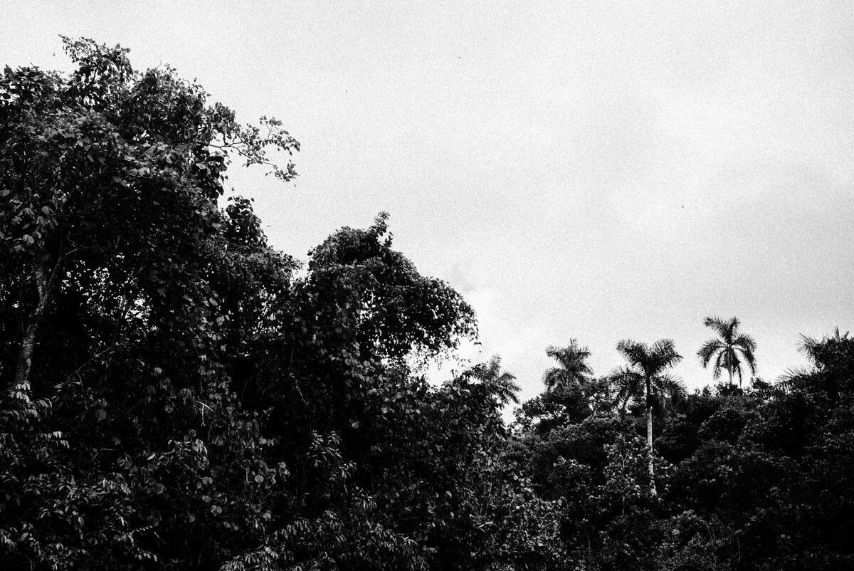 044 cienfuegos fidel castro vinales - Cienfuegos, Old Coffee Fincas near Las Terrazas, and Viñales