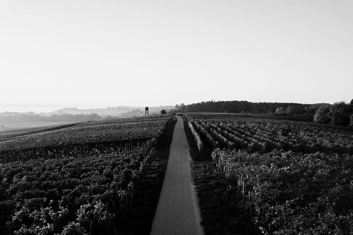 luftaufnahme bodensee weinberge schwarzweiss 0016 1 - Weinberge bei Hagnau (Bodensee)