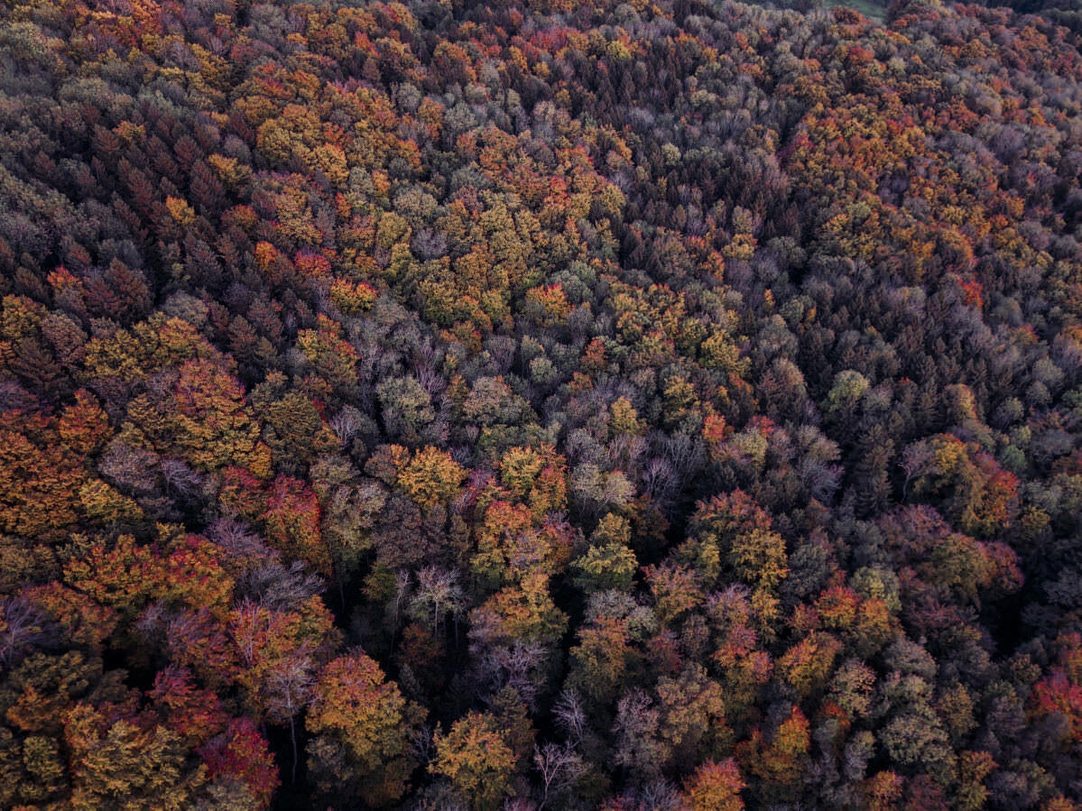 markdorf gehrenberg bodensee herbst 0009 - Luftaufnahmen vom Gehrenberg im Herbst