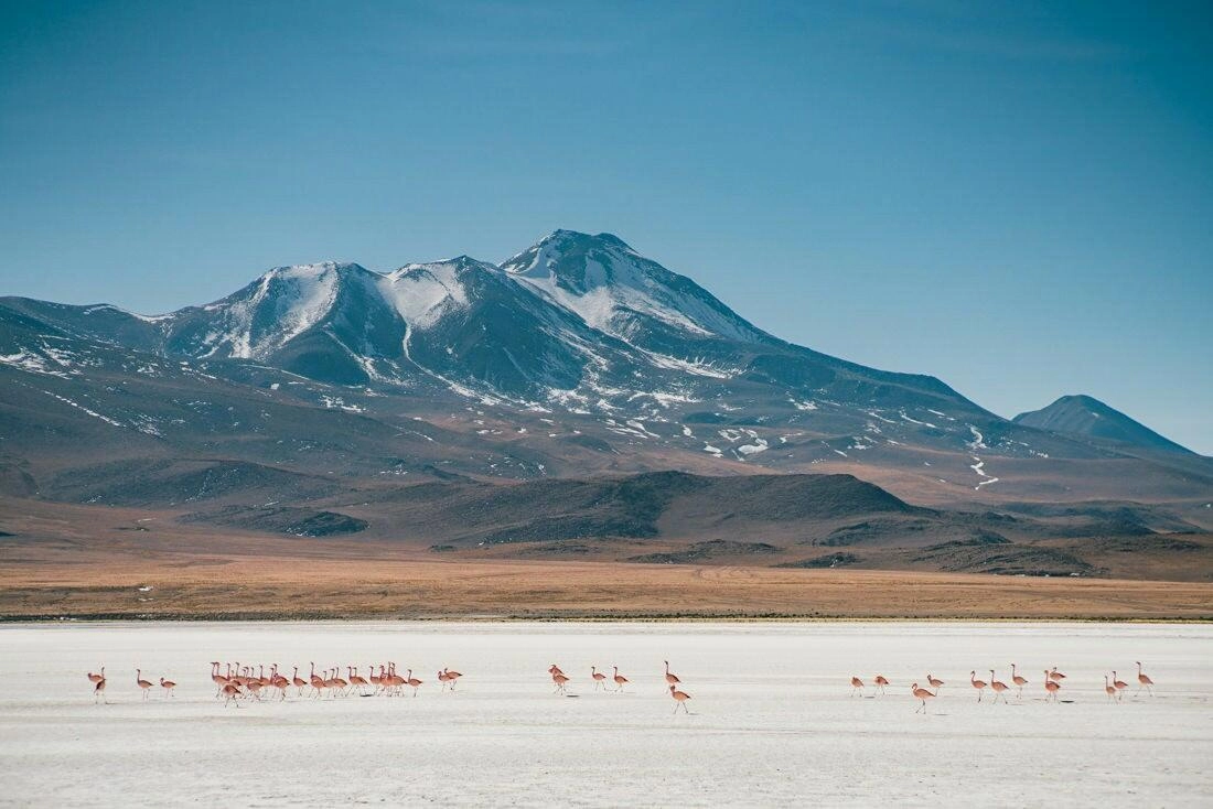 016 bolivia alti plano lago colorada - Bolivia – From Laguna Colorada through the Altiplano