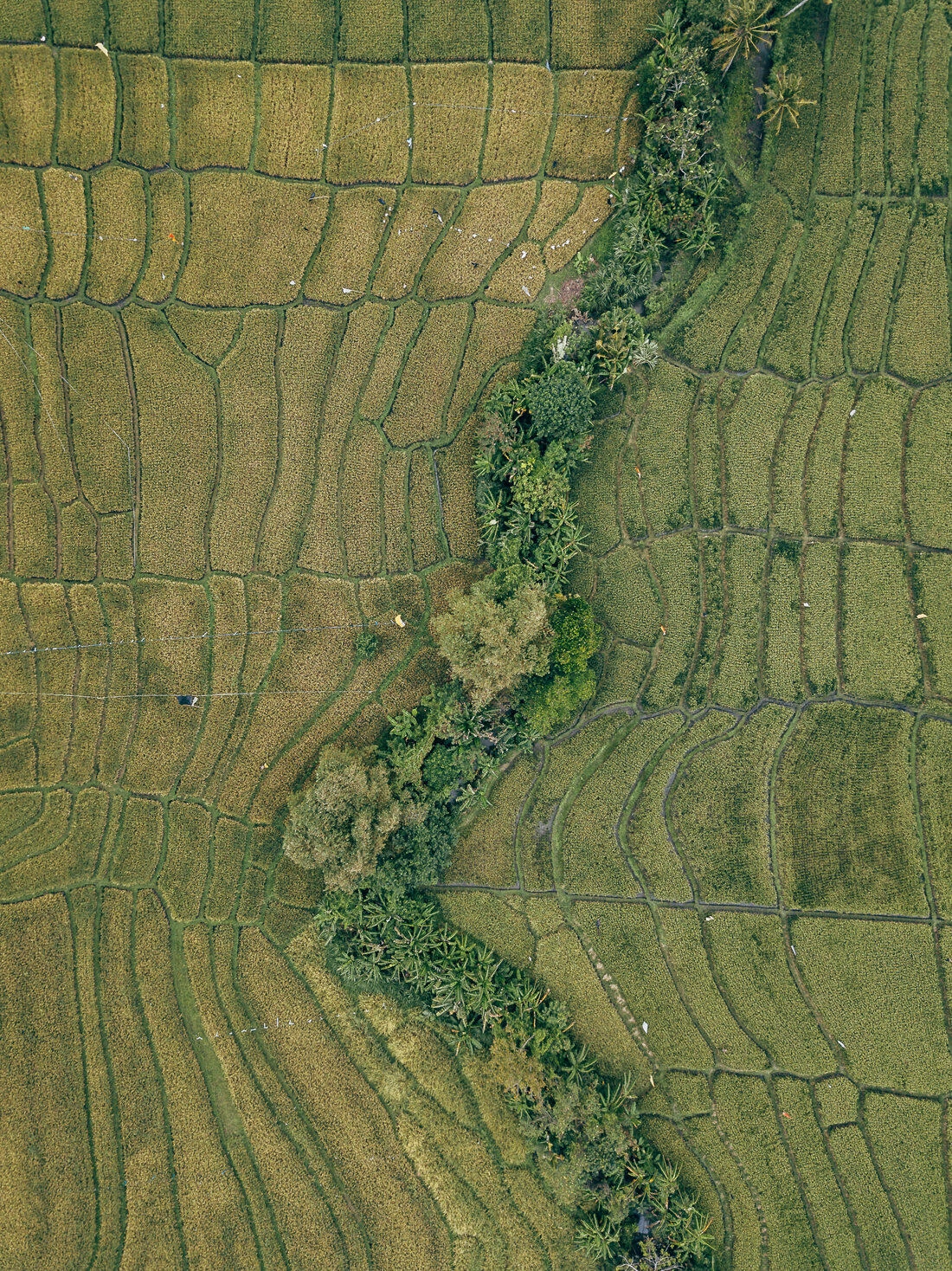 001 bali luftaufnahmen reisterrassen jatiluwih 1 - Bali – Tomas aéreas de terrazas de arroz 001 bali luftaufnahmen reisterrassen jatiluwih 1 - Bali – Tomas aéreas de terrazas de arroz