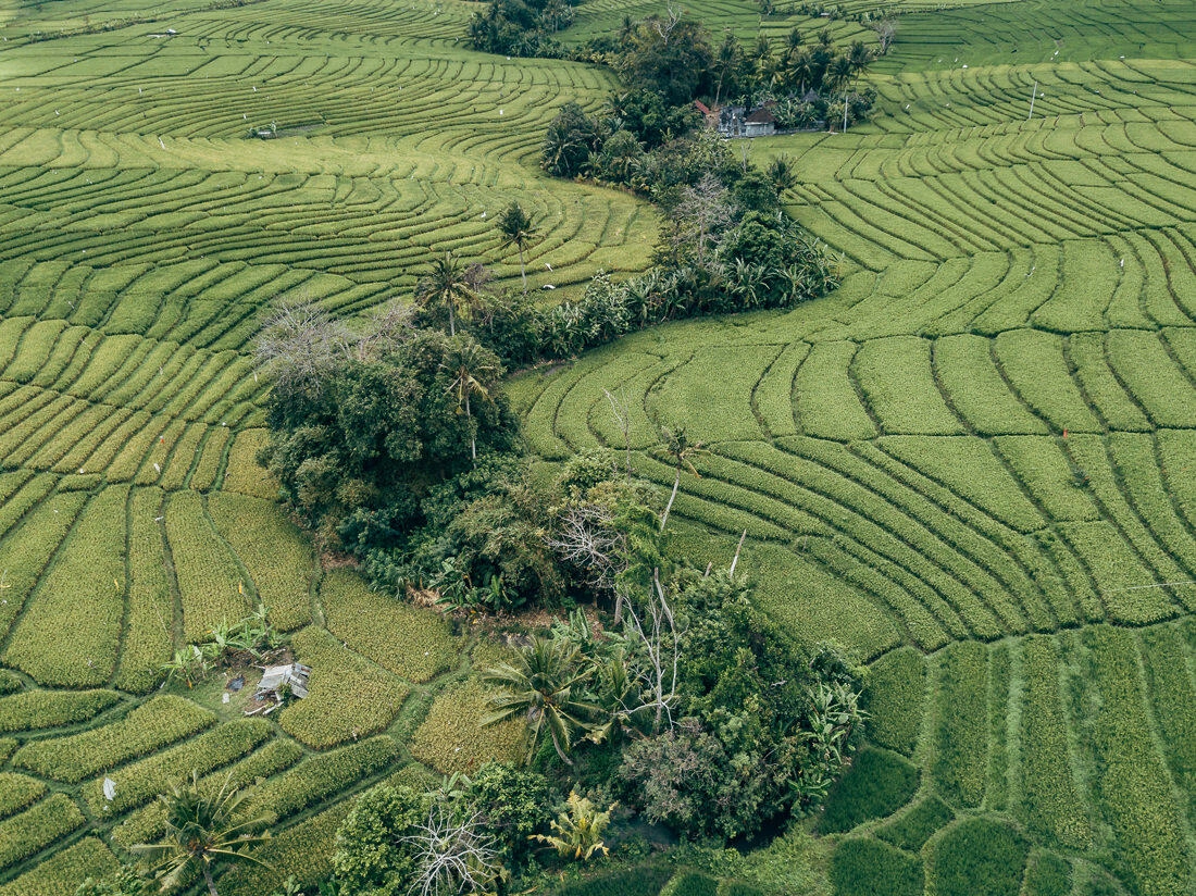 003 bali luftaufnahmen reisterrassen jatiluwih 1 - Bali – Tomas aéreas de terrazas de arroz 003 bali luftaufnahmen reisterrassen jatiluwih 1 - Bali – Tomas aéreas de terrazas de arroz