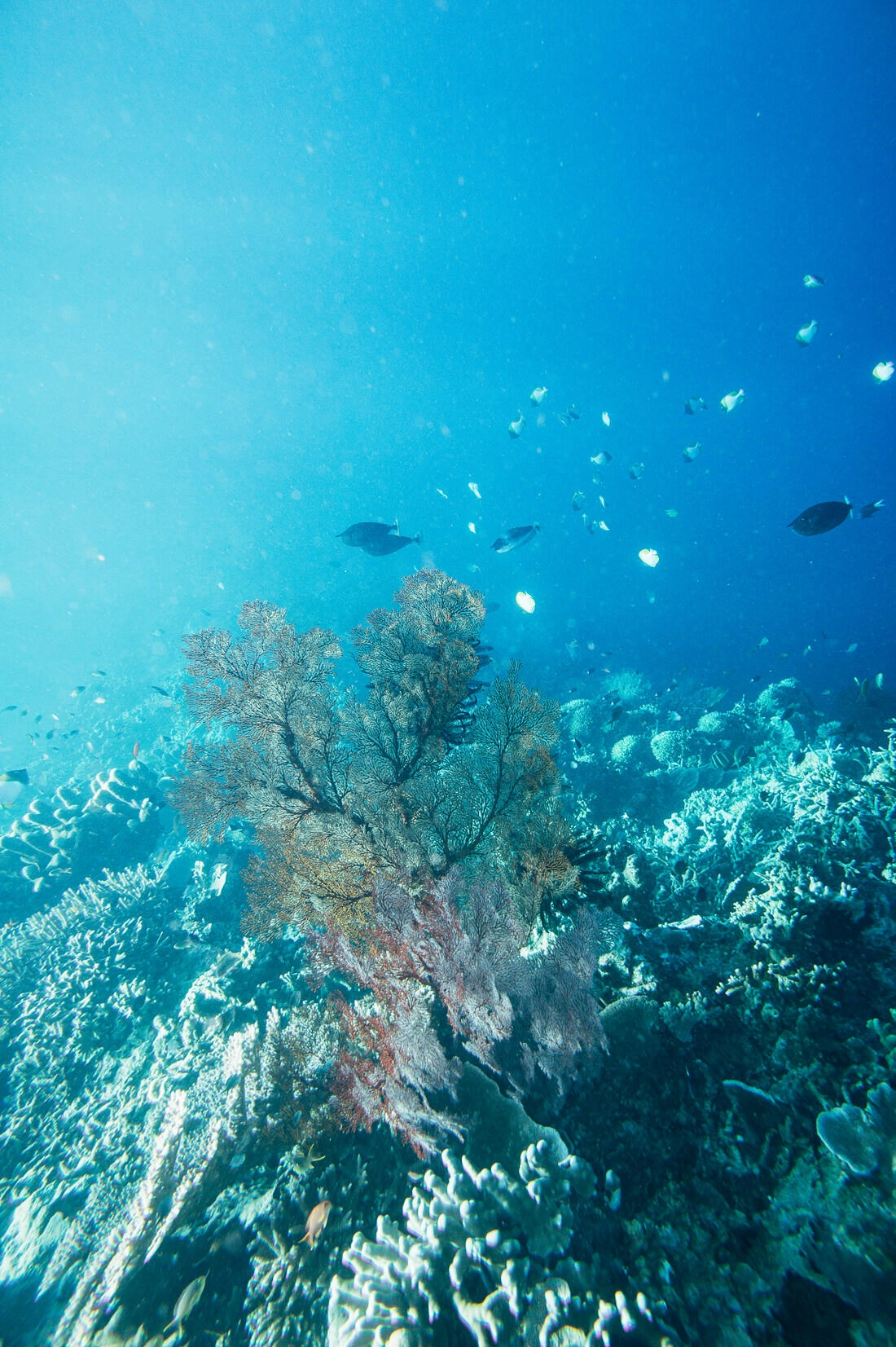006 borneo derawan island sangalaki diving - Borneo – Buceo con mantarrayas en Derawan/Sangalaki 006 borneo derawan island sangalaki diving - Borneo – Buceo con mantarrayas en Derawan/Sangalaki