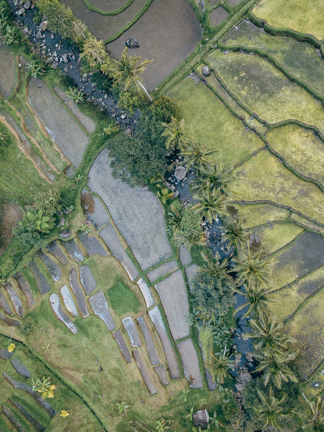 009 bali luftaufnahmen reisterrassen jatiluwih 1 - Bali – Tomas aéreas de terrazas de arroz 009 bali luftaufnahmen reisterrassen jatiluwih 1 - Bali – Tomas aéreas de terrazas de arroz
