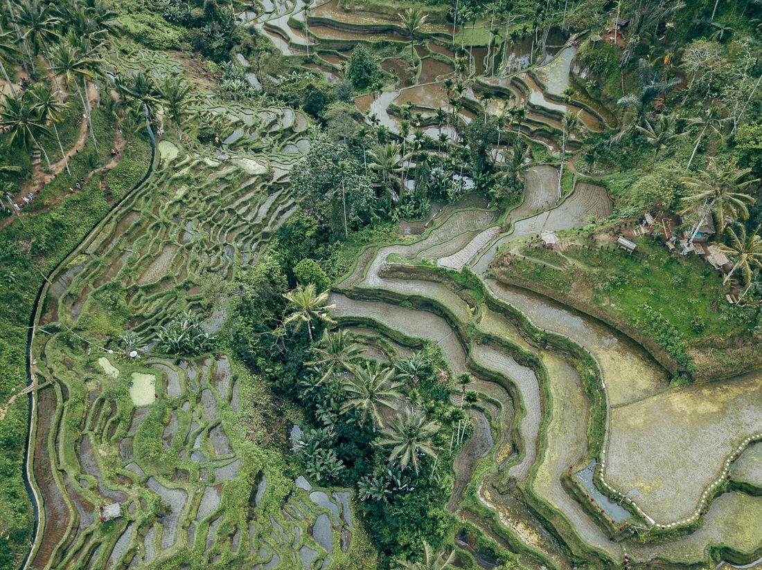 010 bali luftaufnahmen reisterrassen jatiluwih 1 - Bali – Tomas aéreas de terrazas de arroz 010 bali luftaufnahmen reisterrassen jatiluwih 1 - Bali – Tomas aéreas de terrazas de arroz