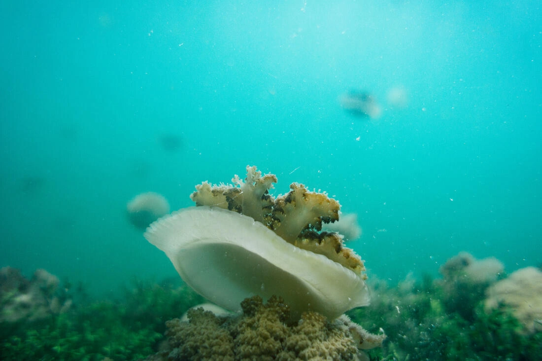 010 borneo derawan island sangalaki diving - Borneo – Buceo con mantarrayas en Derawan/Sangalaki 010 borneo derawan island sangalaki diving - Borneo – Buceo con mantarrayas en Derawan/Sangalaki