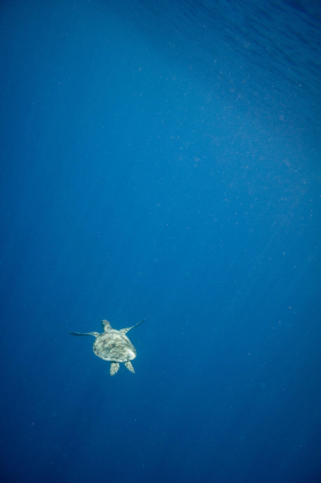 011 borneo derawan island sangalaki diving - Borneo – Buceo con mantarrayas en Derawan/Sangalaki 011 borneo derawan island sangalaki diving - Borneo – Buceo con mantarrayas en Derawan/Sangalaki