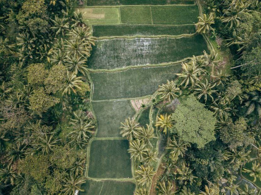 bali luftaufnahmen reisterrassen jatiluwih