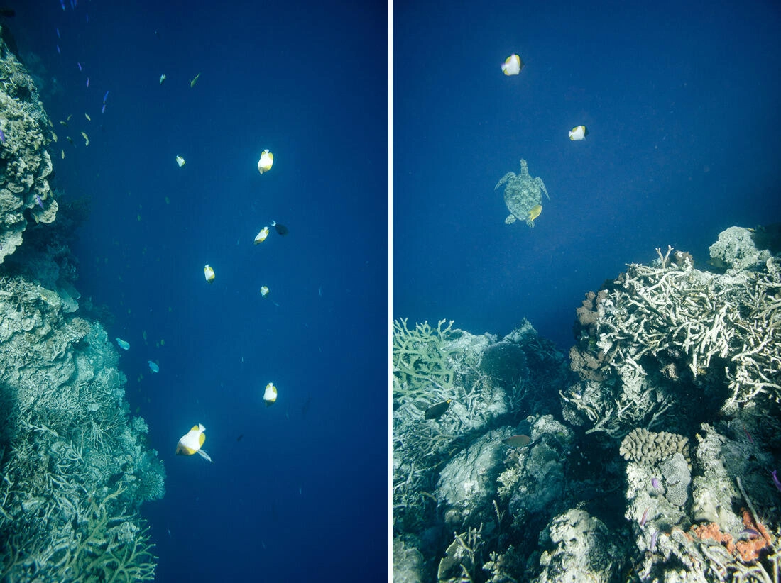 012 borneo derawan island sangalaki diving - Borneo – Buceo con mantarrayas en Derawan/Sangalaki 012 borneo derawan island sangalaki diving - Borneo – Buceo con mantarrayas en Derawan/Sangalaki