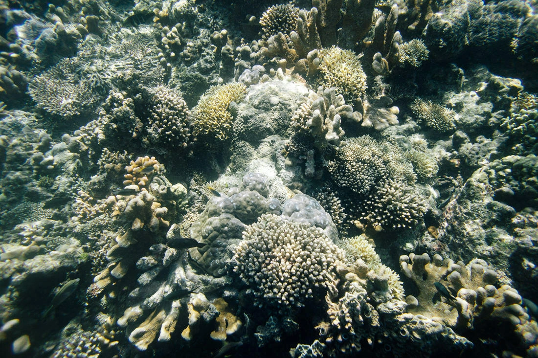 014 borneo derawan island sangalaki diving - Borneo – Buceo con mantarrayas en Derawan/Sangalaki 014 borneo derawan island sangalaki diving - Borneo – Buceo con mantarrayas en Derawan/Sangalaki
