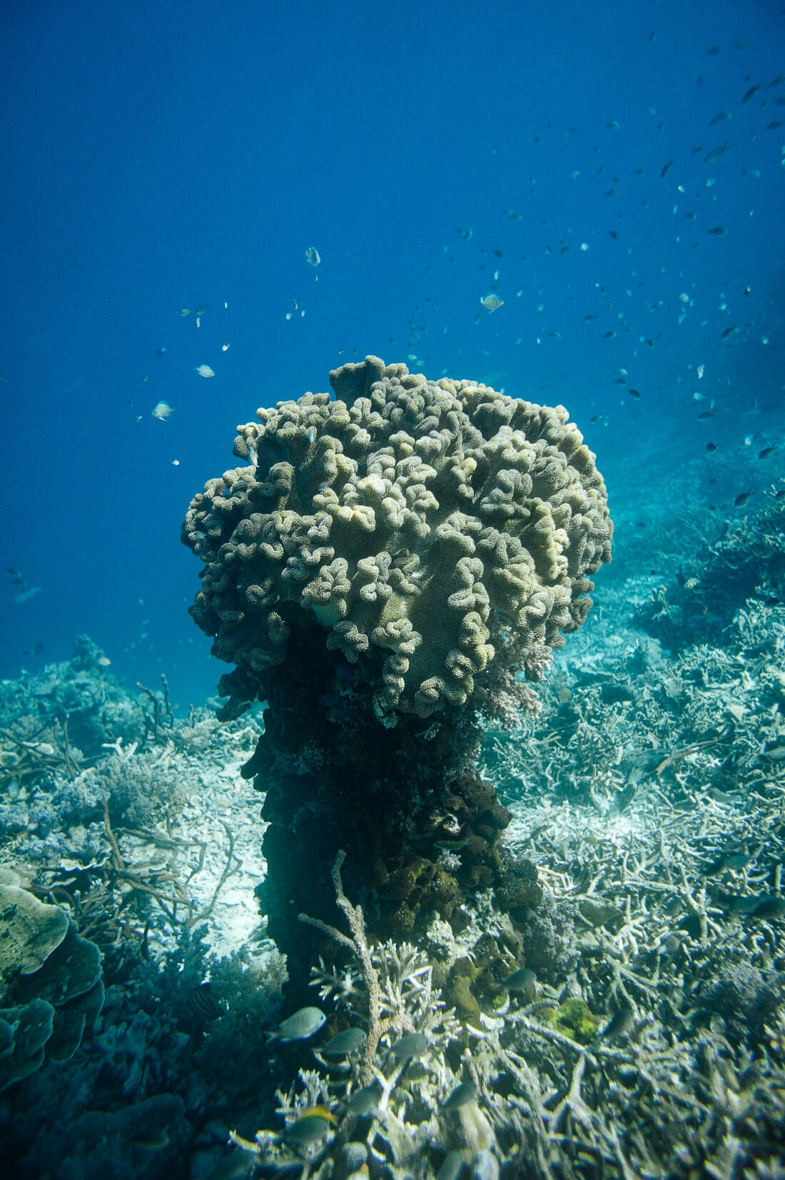017 borneo derawan island sangalaki diving - Borneo – Buceo con mantarrayas en Derawan/Sangalaki 017 borneo derawan island sangalaki diving - Borneo – Buceo con mantarrayas en Derawan/Sangalaki