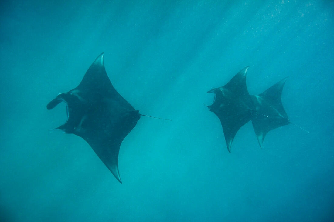 019 borneo derawan island sangalaki diving - Borneo – Buceo con mantarrayas en Derawan/Sangalaki 019 borneo derawan island sangalaki diving - Borneo – Buceo con mantarrayas en Derawan/Sangalaki