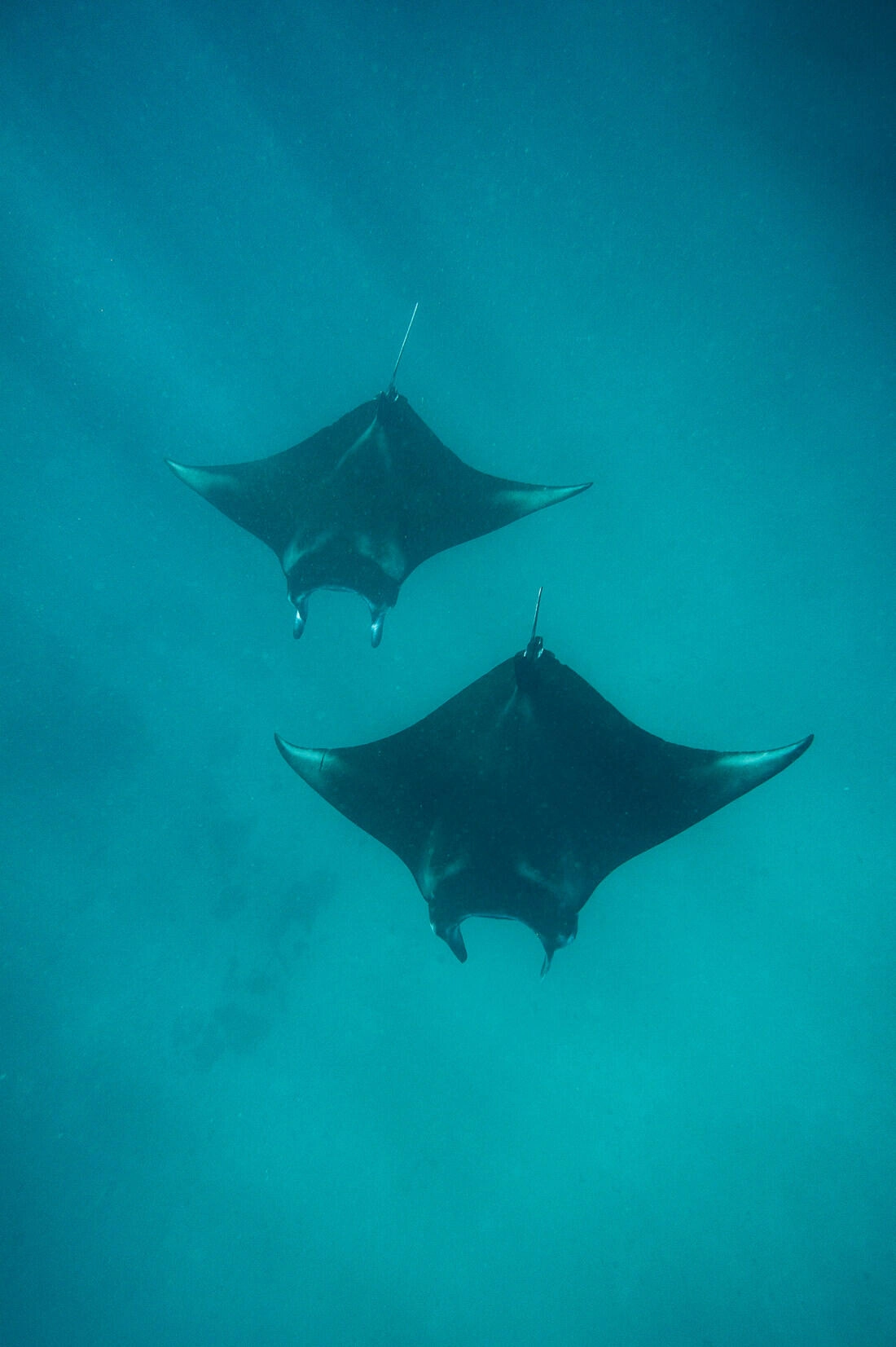020 borneo derawan island sangalaki diving - Borneo – Buceo con mantarrayas en Derawan/Sangalaki 020 borneo derawan island sangalaki diving - Borneo – Buceo con mantarrayas en Derawan/Sangalaki