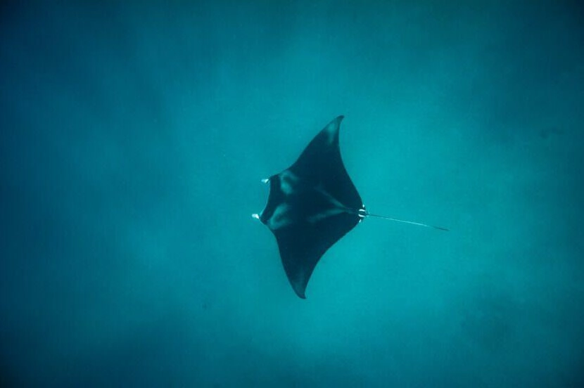 borneo derawan island sangalaki diving