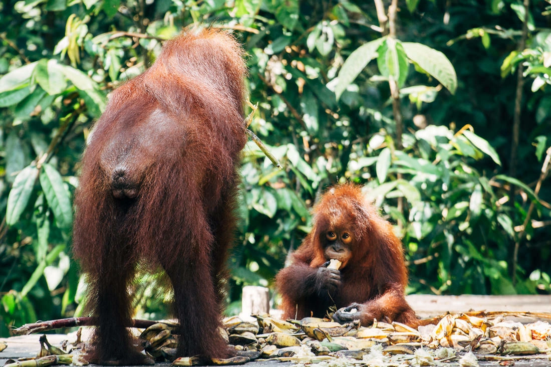 024 Borneo Orangutan Pangkalan Bun - Borneo – Orangutanes en el Parque Nacional Tanjung Puting 024 Borneo Orangutan Pangkalan Bun - Borneo – Orangutanes en el Parque Nacional Tanjung Puting