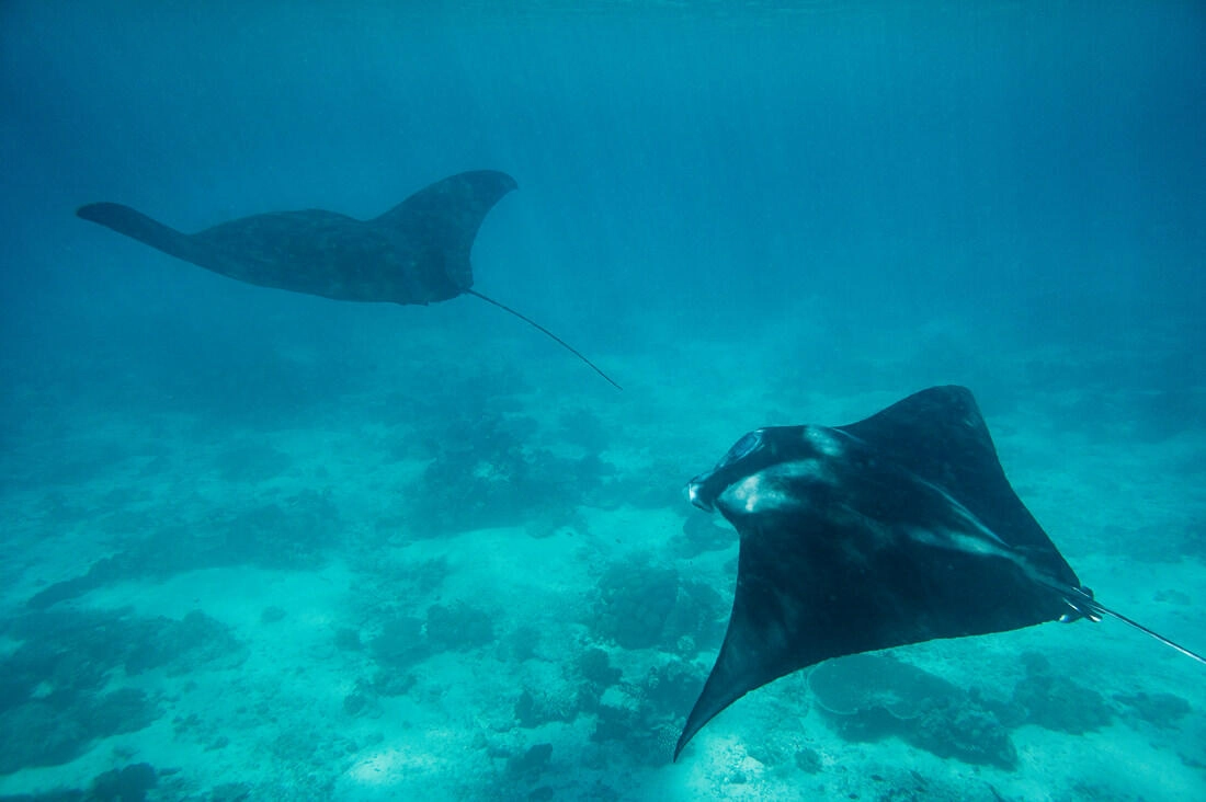 025 borneo derawan island sangalaki diving - Borneo – Buceo con mantarrayas en Derawan/Sangalaki 025 borneo derawan island sangalaki diving - Borneo – Buceo con mantarrayas en Derawan/Sangalaki