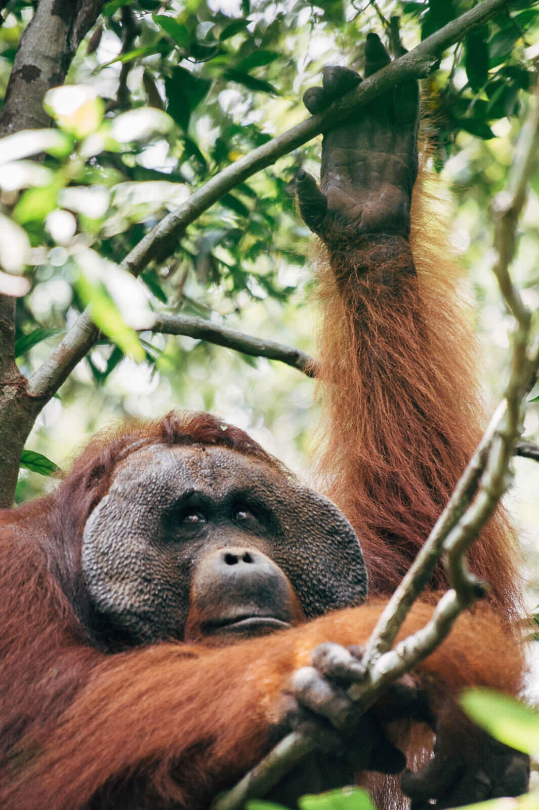 026 Borneo Orangutan Pangkalan Bun - Borneo – Orangutanes en el Parque Nacional Tanjung Puting 026 Borneo Orangutan Pangkalan Bun - Borneo – Orangutanes en el Parque Nacional Tanjung Puting
