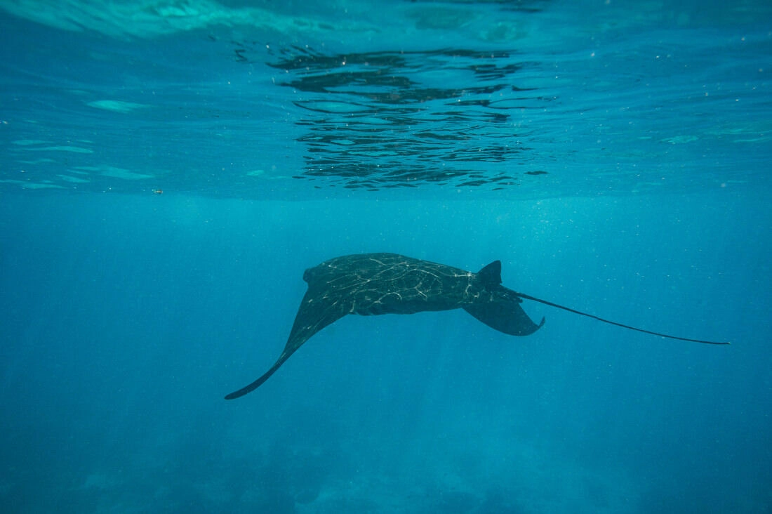 026 borneo derawan island sangalaki diving - Borneo – Buceo con mantarrayas en Derawan/Sangalaki 026 borneo derawan island sangalaki diving - Borneo – Buceo con mantarrayas en Derawan/Sangalaki