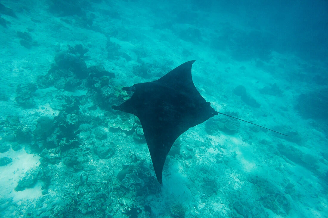 028 borneo derawan island sangalaki diving - Borneo – Buceo con mantarrayas en Derawan/Sangalaki 028 borneo derawan island sangalaki diving - Borneo – Buceo con mantarrayas en Derawan/Sangalaki