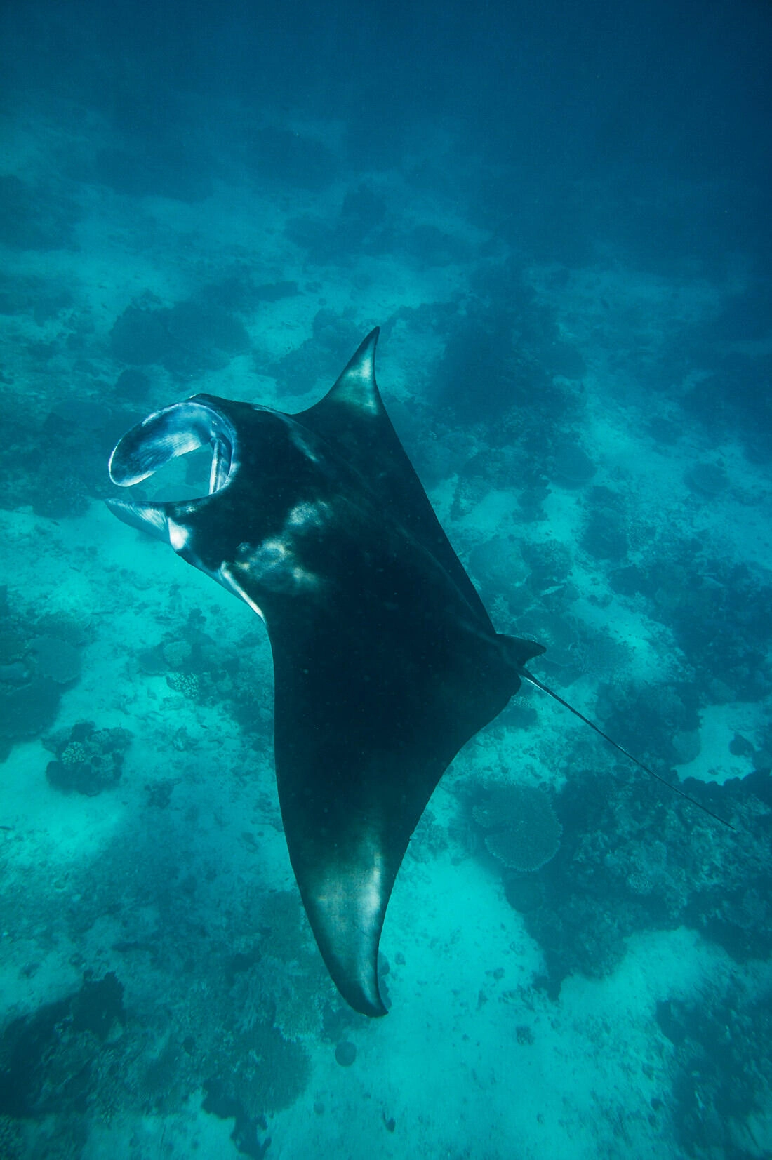 029 borneo derawan island sangalaki diving - Borneo – Buceo con mantarrayas en Derawan/Sangalaki 029 borneo derawan island sangalaki diving - Borneo – Buceo con mantarrayas en Derawan/Sangalaki