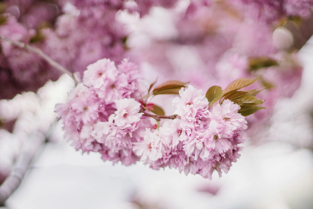 102 storyboard 1 - Hochzeit Elisabeth & Timo 102 storyboard 1 - Hochzeit Elisabeth & Timo