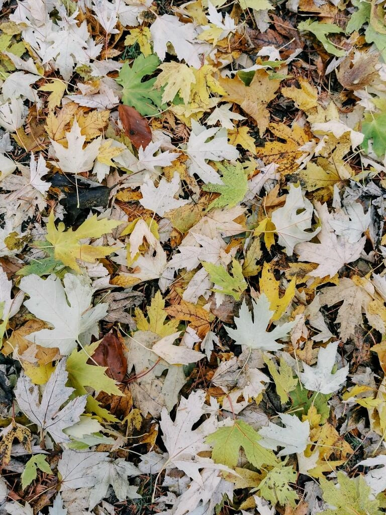 herbstblaetter konstanz bodensee - Fotos aus meinem Alltag