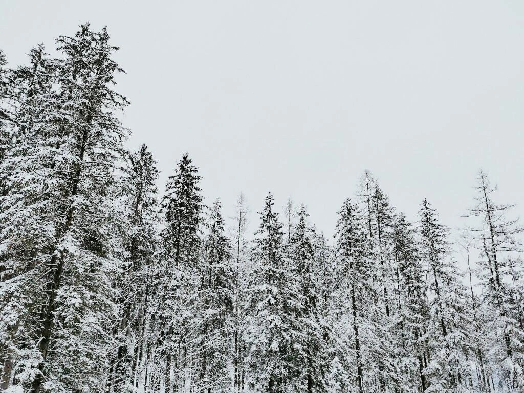 salzburg winterwanderung wald - Fotos aus meinem Alltag
