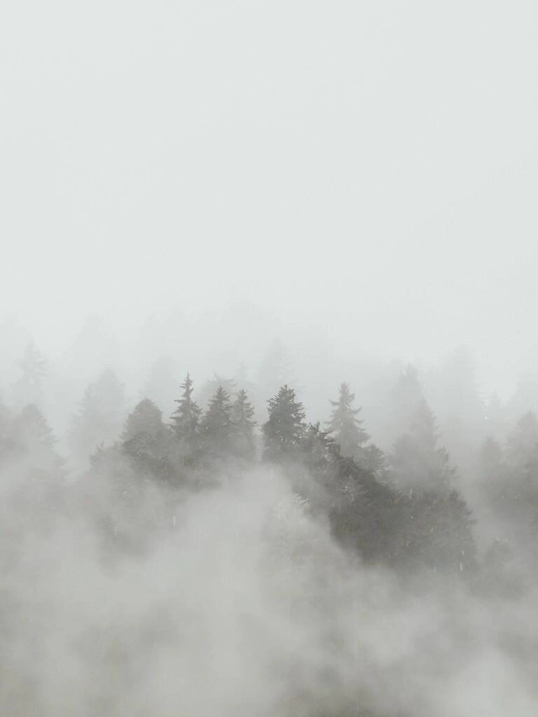 nebelwald - Fotos aus meinem Alltag
