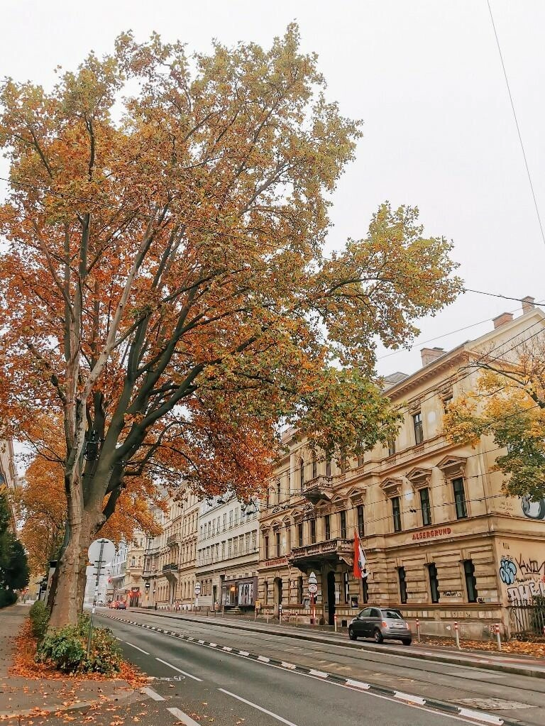 wiener herbst - Fotos aus meinem Alltag