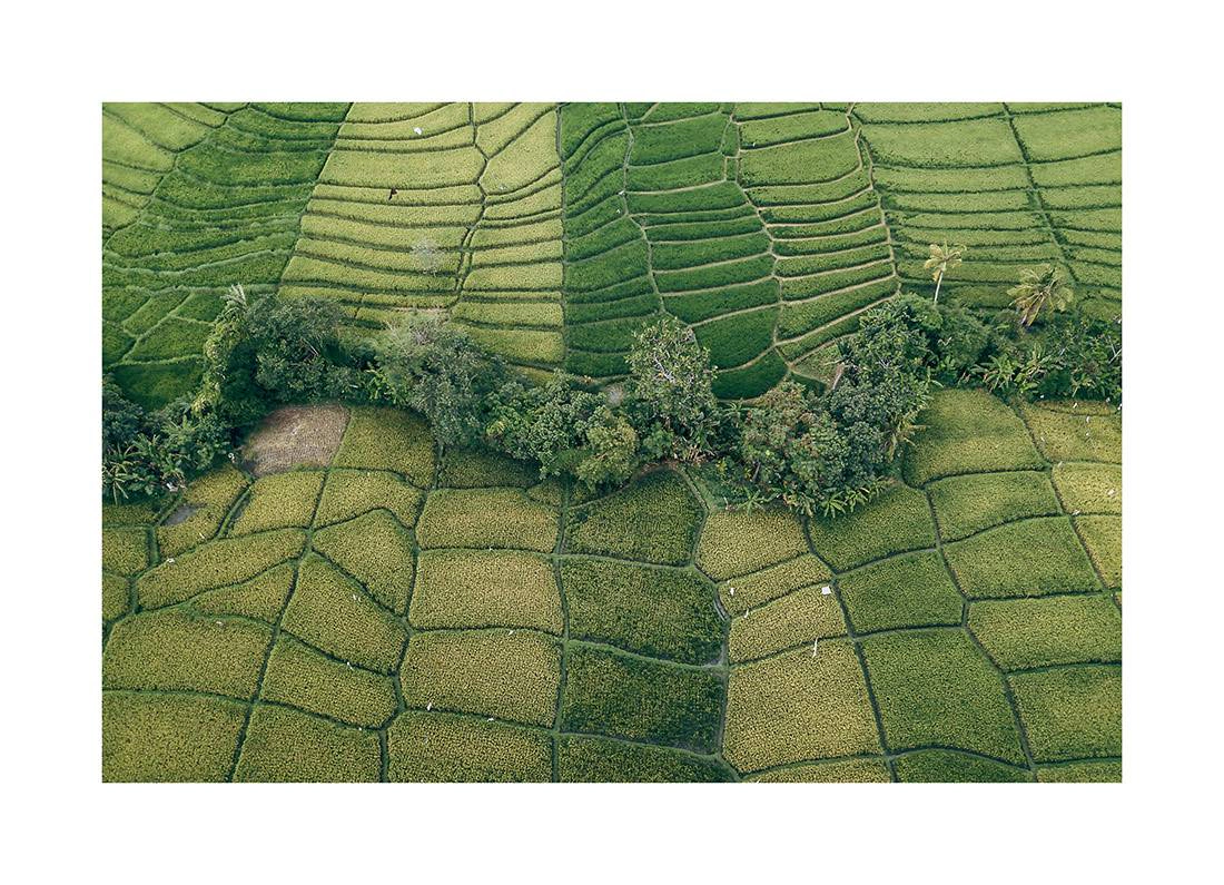 borneo bali 2018 0266 web - Borneo 16 - Majestätischer Drohnenblick auf Balis üppig grüne Reisterrassen