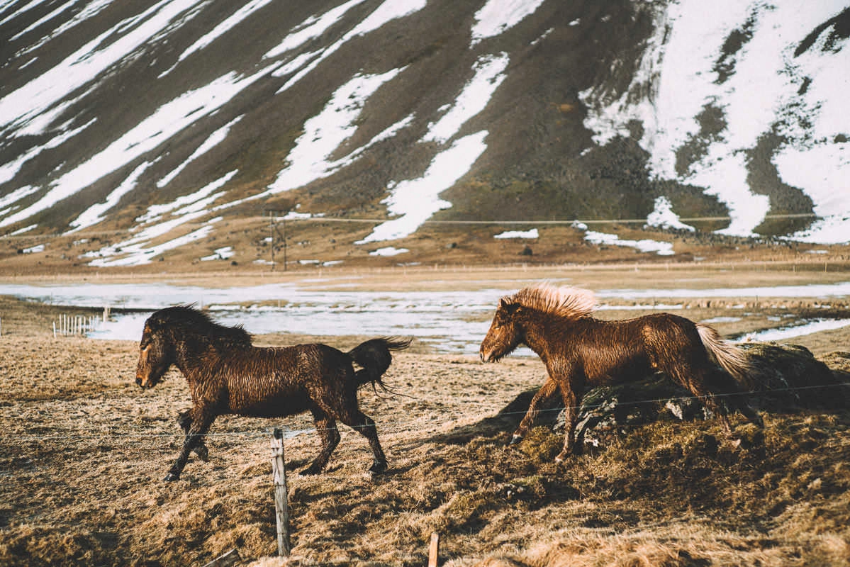 hofn stokksnes stafafell djupivogur 0031 - Iceland – Road Trip to the East